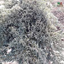 juniperus squamata blue carpet e plant