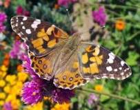 Image result for how do you take care of painted lady butterflies