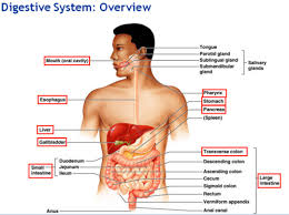 a p ii digestive system flashcards