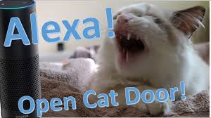 Image result for cat and amazon echo