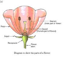 Flowers are the reproductive part of a flowering plant. A Draw A Neat Diagram Of A Flower Showing Its Various Parts In This Diagram Mark Stem Receptacle Sepals Petals Stamen And Carpel Sarthaks Econnect Largest Online Education Community