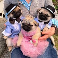Do you think that the pug could be the best breed for you and your family? Pugs Puppies For Sale Home Facebook