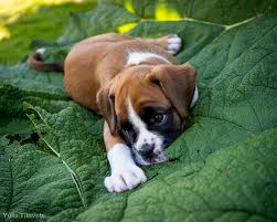 Image result for boxer puppy with leaves