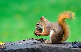 squirrels in your garden tendercare