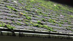 your ultimate roof moss removal guide