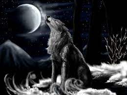 100 3d wolf wallpapers wallpapers com