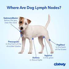 swollen lymph nodes in dogs causes and