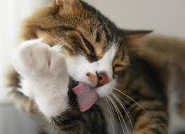 5 facts about cat tongues petmd