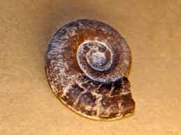 Clymenia (ammonite) - Wikipedia