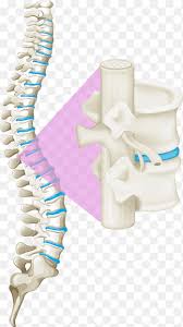 It runs down the centre of the body. Back Pain Vertebral Column Human Back Spinal Cord White Bones Of The Spine White Black White Png Pngegg