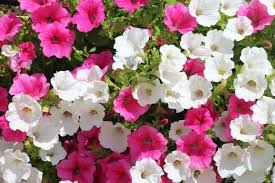 Check spelling or type a new query. 10 Best Flowers For Window Boxes Urban Garden Gal