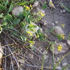 Coronilla scorpioides (yellow false crown-vetch): Go Botany