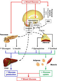 There are two forms of carbohydrate storage. Carbohydrates And The Brain Roles And Impact Intechopen