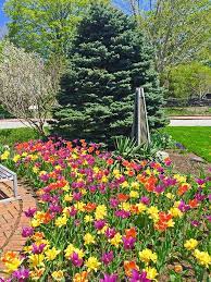 Spring Bulb Displays In The Northeast