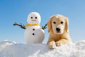 Fun in the Snow with Your Dog – OfficialDogHouse