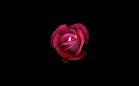dark background pink rose hd