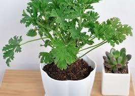 The citronella plant is a hybrid that combines the chinese citronella grass with the african geranium. How To Grow Citronella Plant Gardens Nursery