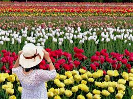 tulip garden in kashmir experience the