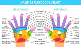 Ear Reflexology Chart Description White Stock Vector