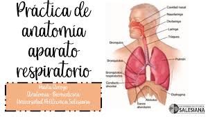 de anatomia sistema respiratorio pdf