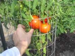 vegetable gardening harvest