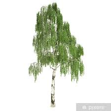 tall russian birch tree isolated poster