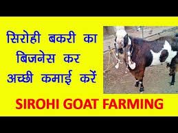Sirohi Goats Wholesale Price Mandi Rate For Sirohi Goats