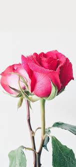 49 beautiful rose iphone wallpaper hd