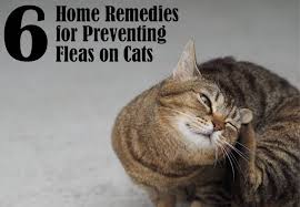 home remes for preventing fleas on cats