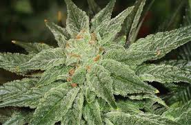 Here are the secrets to use especially during the flowering a little delay in getting rid of them will lead to heavy losses within a short time. The 3 Most Common Cannabis Pests How To Get Rid Of Them Potguide Com