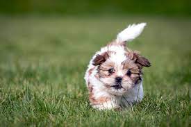 30 dog breeds that have the cutest puppies