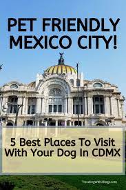 pet friendly mexico city 5 best