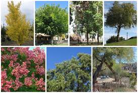 14 Best Shade Trees For Arizona Some