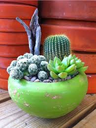 Succulents Cacti Rad Ideas For Your