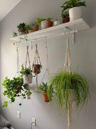 Indoor Hanging Plants For Home Types