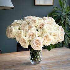 White O Hara Roses Of Delbard Are Just