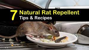 natural rat repellent