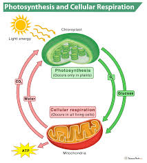 photosynthesis vs cellular respiration