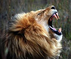 2,000+ Resting Male African Lion Close Up Stock Photos, Pictures &  Royalty-Free Images - iStock