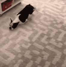 dog drags on floor gifs tenor