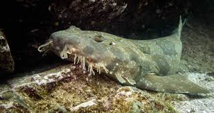 11 wobng shark facts the