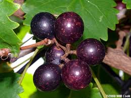 Image result for muscadine grape