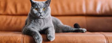 Place them near the areas that you cat scratches, which may dissuade her from doing that. How To Stop Cats From Scratching Furniture Purina