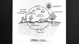 how to draw carbon cycle carbon