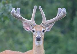 Understanding antlers helps hunters to ...