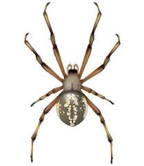 how to get rid of orb weaver spiders