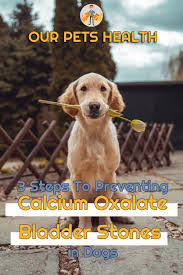 3 steps to preventing calcium oxalate