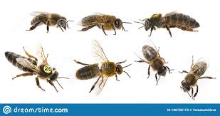 357 queen bee worker bee drone photos