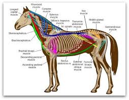Horse Muscles Diagram Equine Anatomy Horse Anatomy
