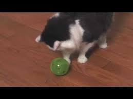 Shop with afterpay on eligible items. Petsafe Slimcat Interactive Cat Feeder Ball Youtube